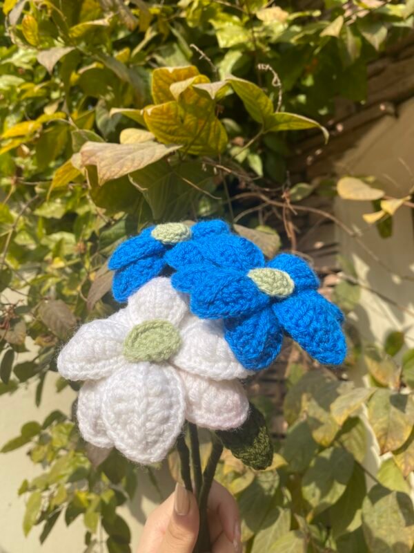 Pompom Daaisy